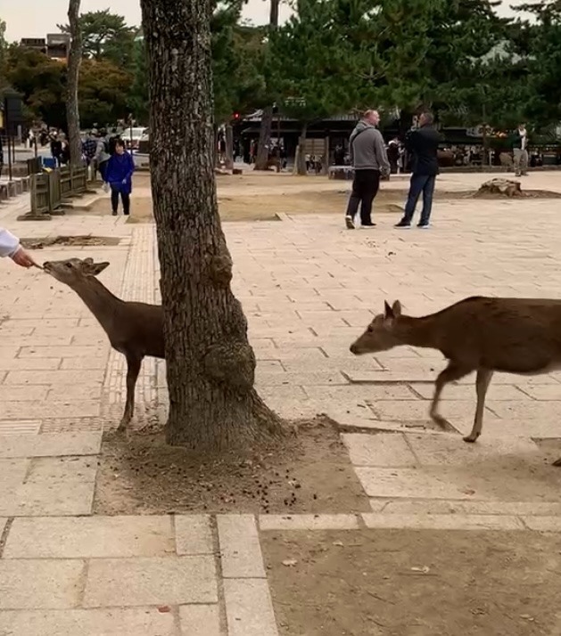 Nara Travel Guide: Temples, Deer & Must-See Spots 🦌⛩️🏯