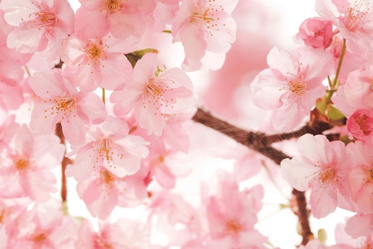 Cherry Blossoms Across Japan: Where to See Sakura From South to North