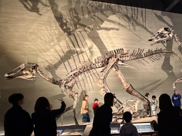 Mukawa Cultural Experiences: Dinosaur Discoveries and Local Traditions in Hokkaido
