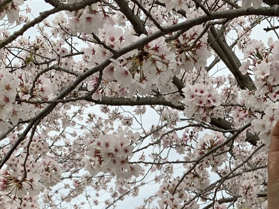 Japan Weather Guide by Month: Best Time to Visit