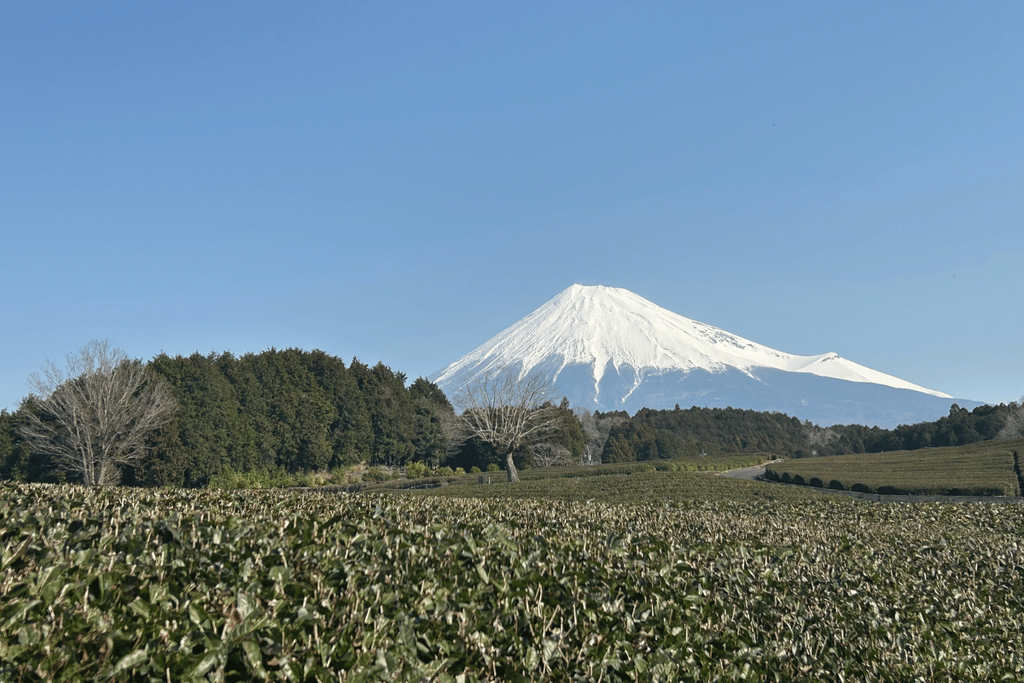 Kakegawa Travel Guide: A Hidden Gem in Shizuoka Worth Visiting