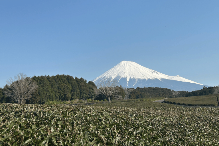 Kakegawa Travel Guide: A Hidden Gem in Shizuoka Worth Visiting