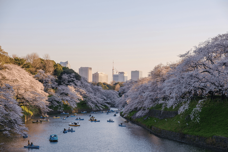 Sakura Viewing Tips and Tricks: How to Enjoy Cherry Blossom Season in Japan